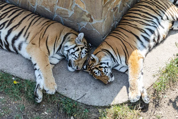 Two tigers sleeping on the ground near the house