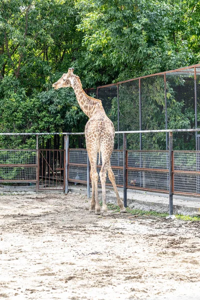 Jeune Girafe Marchant Dans Parc — Photo