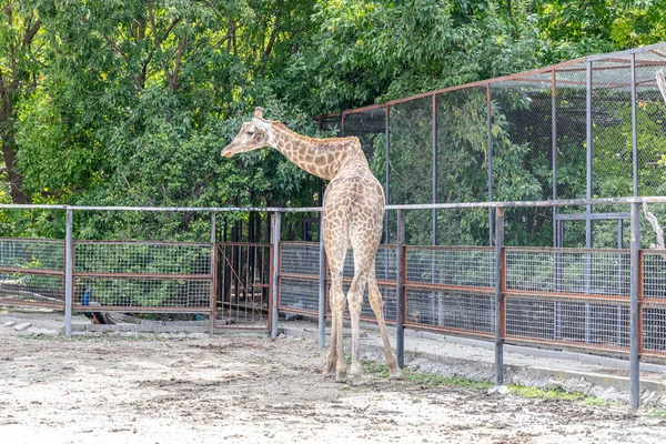 Jeune Girafe Marchant Dans Parc — Photo