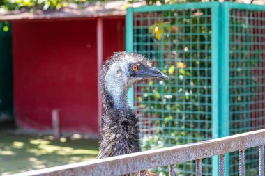 Bir devekuşu bir çiftlikte portresi