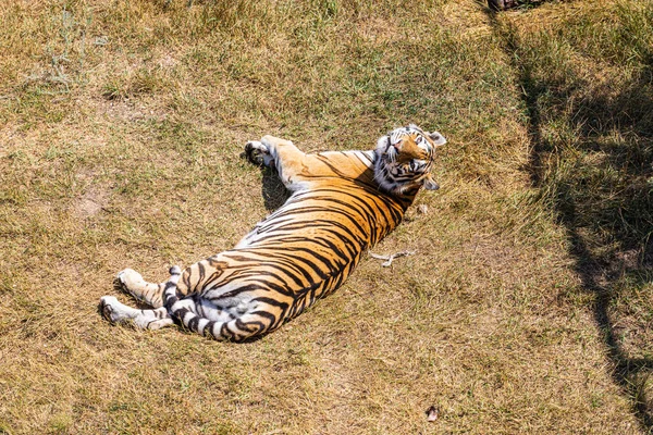 Тигр Лежащий Земле — стоковое фото
