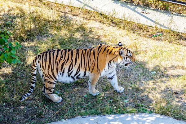 Большой Тигр Гуляет Парку — стоковое фото