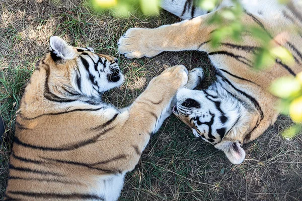 Two tigers sleeping on the ground