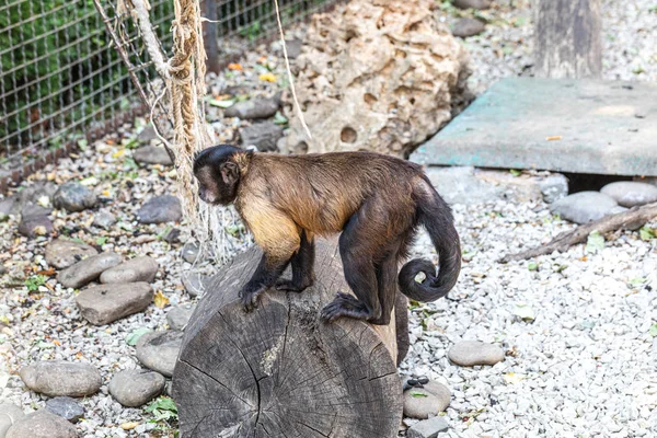 Capuchin Monkey Sitter Stubben — Stockfoto