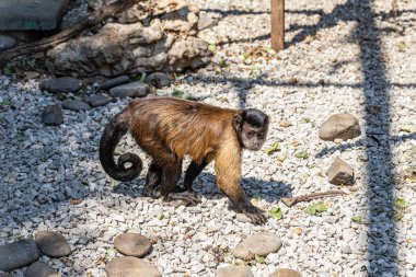 Capuchin Maymun yerde