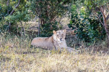 Güzel dişi aslan gün batımında yerde yatıyor.