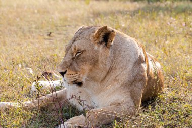 Dişi aslan gün batımında yerde yatıyor.