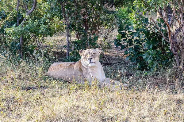 Belle Lionne Couchée Sur Sol Coucher Soleil — Photo