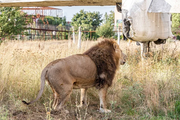 Grote Leeuw Wandelend Het Park — Stockfoto