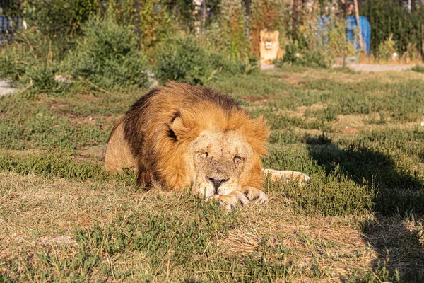 Gran León Hermoso Que Yace Suelo Atardecer — Foto de Stock