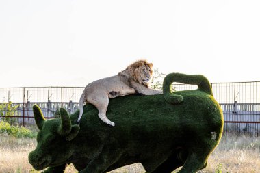 Büyük aslan boğa heykelinin üzerinde yatıyor. Aslan Parkı Tayganı. Belohirsk 'de. Kırım. Ağustos 2019