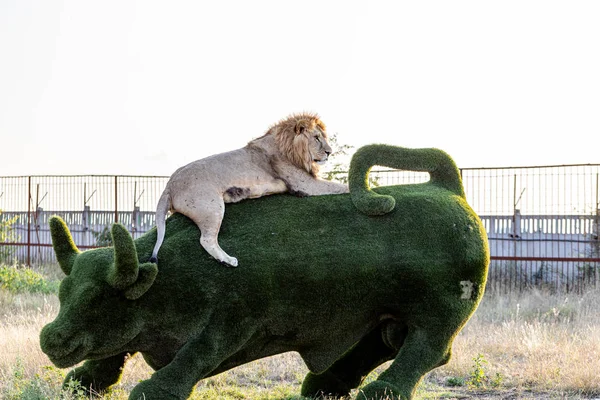 Grote Leeuw Liggend Het Beeld Van Een Stier Het Leeuwenpark — Stockfoto