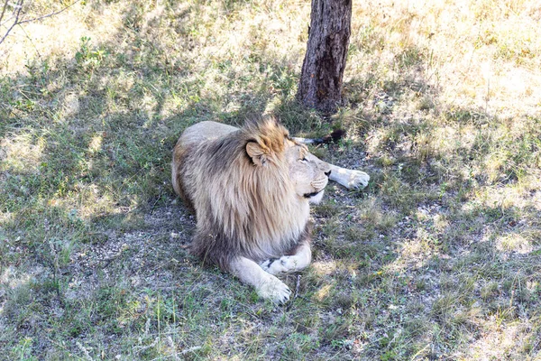 地面に横たわる大きな美しいライオン — ストック写真