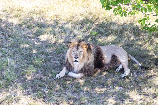 地面に横たわる大きな美しいライオン — ストック写真