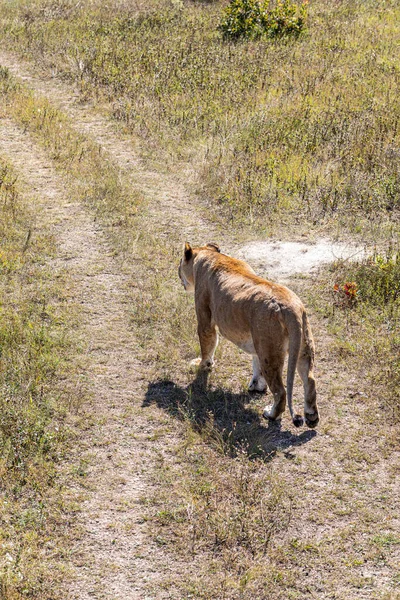 Lioness Walking Savannah — Stock Photo, Image