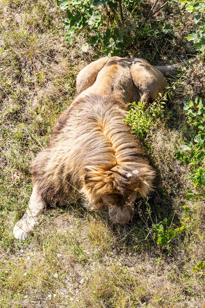 Grote Leeuw Liggend Het Gras Tijdens Zonsondergang — Stockfoto