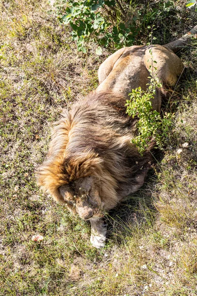 Grande Leone Sdraiato Sull Erba Durante Tramonto — Foto Stock