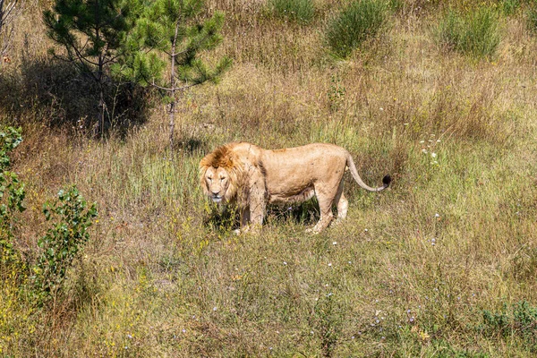 Young Lion Walking Savannah — 스톡 사진