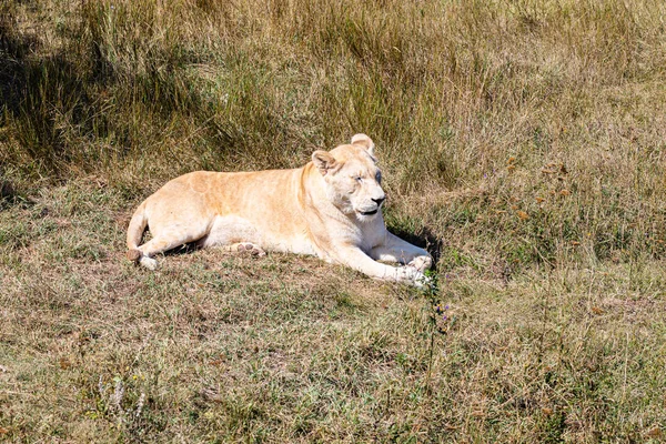 Lioness Lying Ground Sunset — Stock Photo, Image