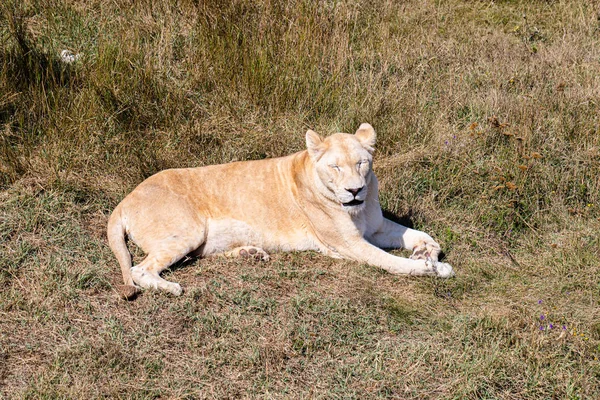 日没時に地面に横たわっ雌ライオン — ストック写真