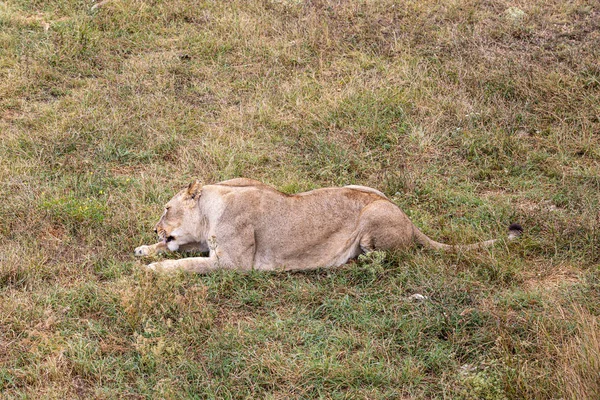 Lioness Lying Grass — Stock Photo, Image