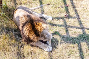 Bog lion lying sleeping on the ground