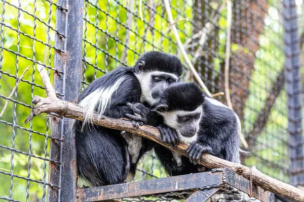 Two Colobus Monkeys Cage — ストック写真