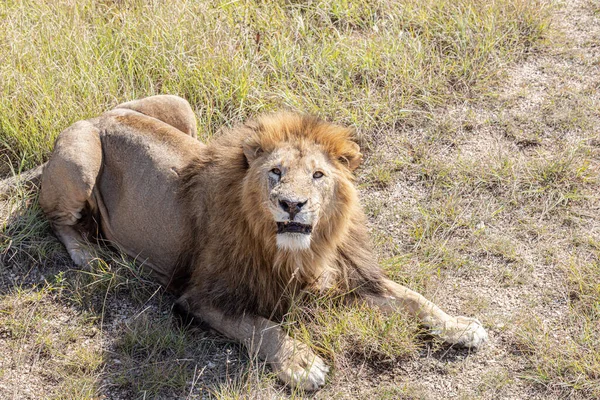 Big Lion Lying Ground — Stock Photo, Image