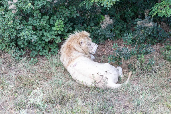 Big White Lion Lying Ground — Stock Photo, Image