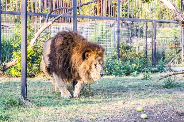 Lion walking in the park