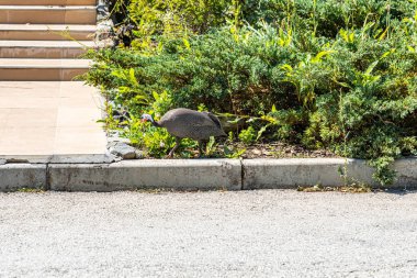 Bahçede yürüyen Gine Fowl