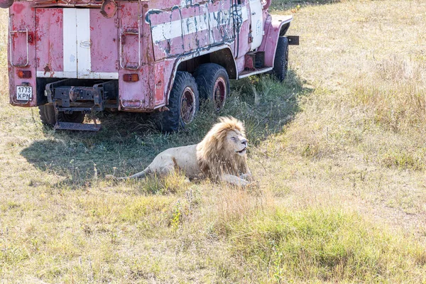 Löwe Liegt Auf Gras Neben Altem Feuerwehrauto Der Löwenpark Taigan — Stockfoto