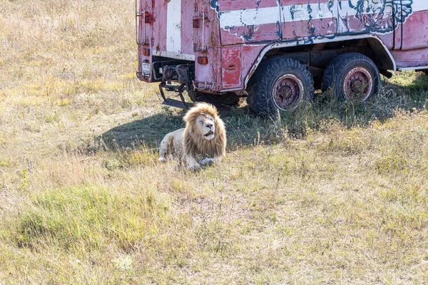 Leão Deitado Relva Perto Velho Camião Dos Bombeiros Parque Leões — Fotografia de Stock