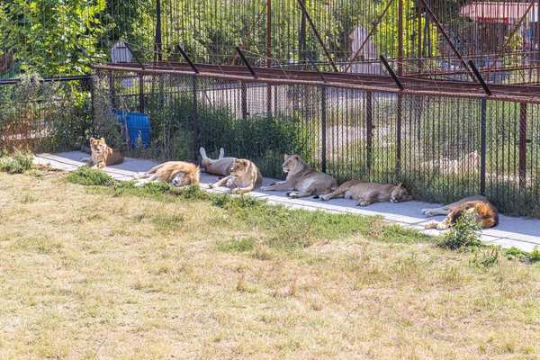 Orgullo León Parque Leones Taigan Bilohirsk Crimea Agosto 2019 —  Fotos de Stock