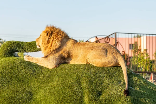 Grote Leeuw Liggend Het Beeld Van Een Stier Het Leeuwenpark — Stockfoto