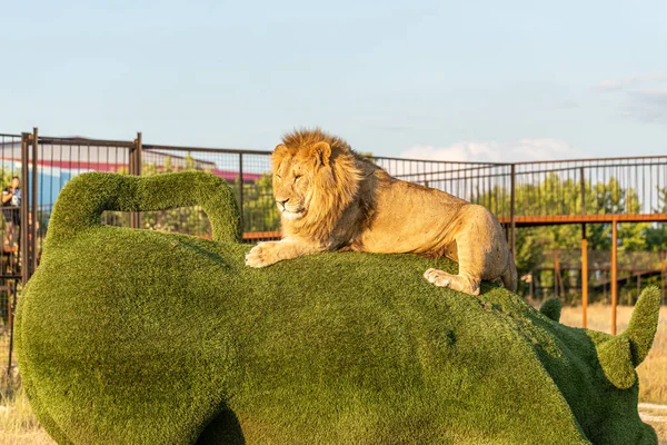 Grote Leeuw Liggend Het Beeld Van Een Stier Het Leeuwenpark — Stockfoto