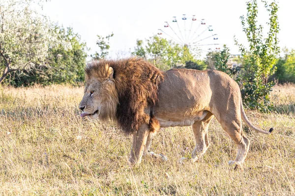 Grote Leeuw Loopt Savanne — Stockfoto