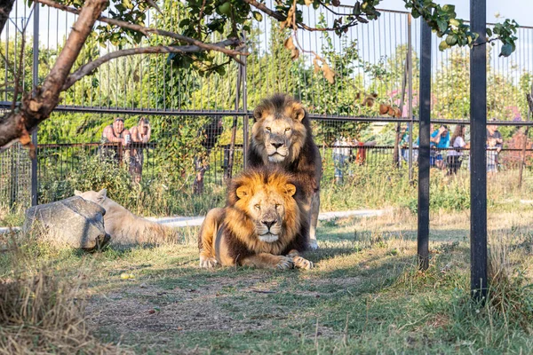 Twee Grote Mooie Leeuwen Savanne Het Leeuwenpark Taigan Belohirsk Krim — Stockfoto