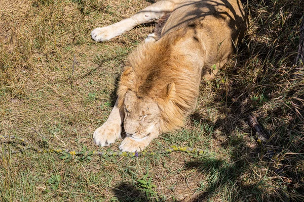 Grande Leone Sdraiato Terra — Foto Stock