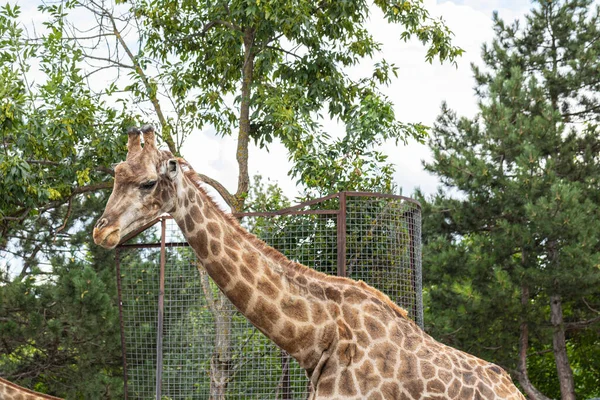 Girafe Marche Dans Parc — Photo