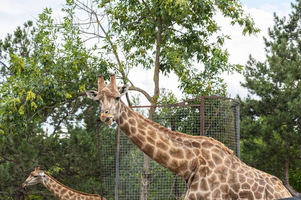 Girafe Marche Dans Parc — Photo
