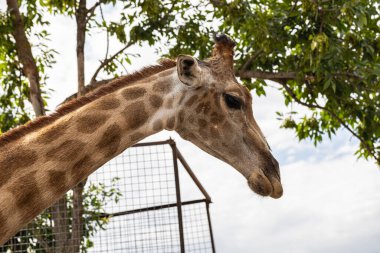 Bir zürafanın portresi (yakın plan))