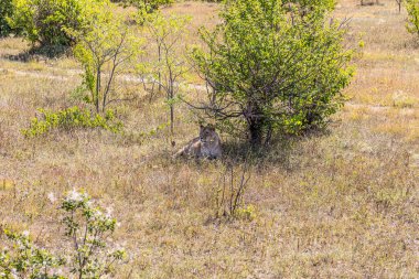 Dişi aslan, savanadaki ağacın altında yatıyor.