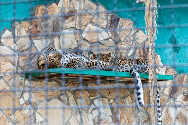 Dois Leopardos Estão Dentro Gaiola — Fotografia de Stock