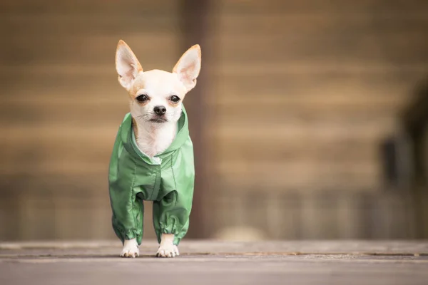 Little dog in clothes for a walk