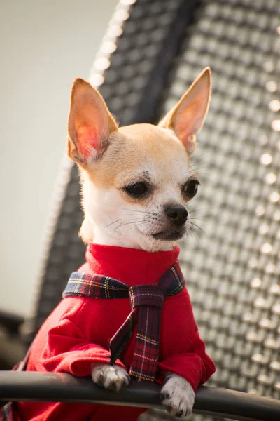 Little dog in clothes for a walk