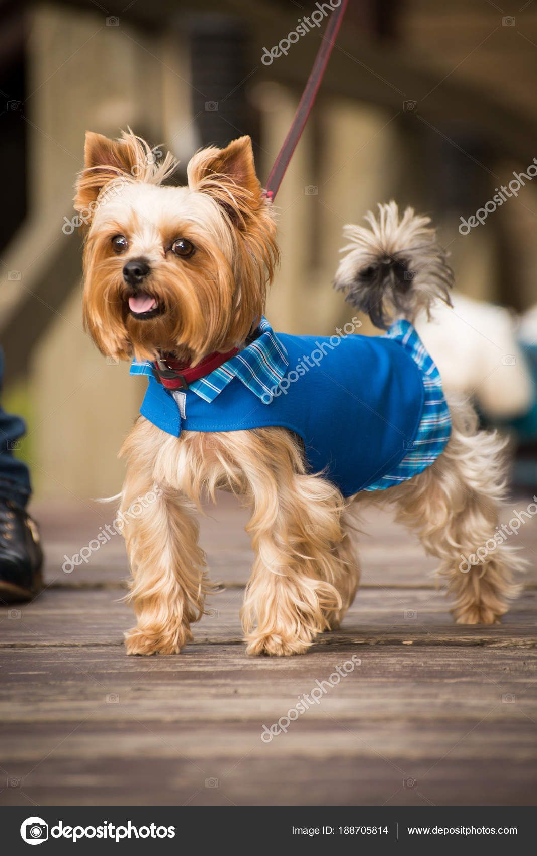 Petit Chien Dans Les Vêtements Pour Wal Photographie