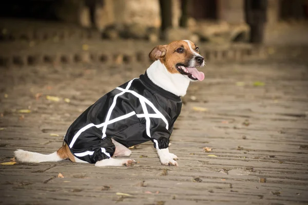 Little dog in clothes for a walk