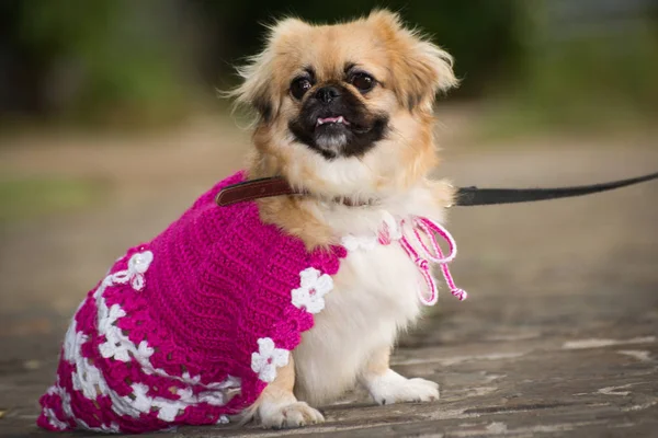 Little dog in clothes for a walk