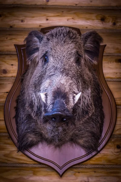 The head of a wild boar hangs on a hunter's wall